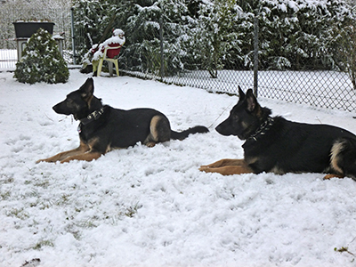 Luna und Ferry im Schnee